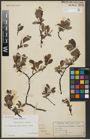 Foto von Salix arbuscula L. x Salix lapponum L.